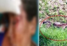 पौड़ी गढ़वाल : घास लेने खेत में गई महिला पर गुलदार ने किया हमला