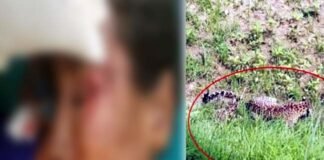 पौड़ी गढ़वाल : घास लेने खेत में गई महिला पर गुलदार ने किया हमला