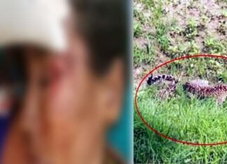 पौड़ी गढ़वाल : घास लेने खेत में गई महिला पर गुलदार ने किया हमला