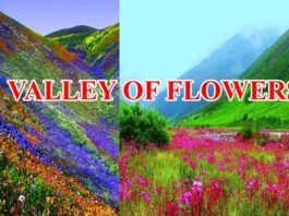 Valley Of Flowers: महकने लगी है फूलों की घाटी, 1 जून से सैलानी कर सकते हैं दीदार,कैसे जायें और कितना है प्रवेश शुल्क यहाँ देखें valley-of-flowers