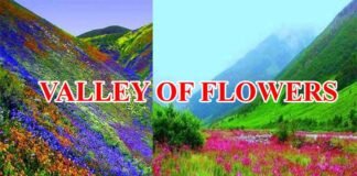 Valley Of Flowers: महकने लगी है फूलों की घाटी, 1 जून से सैलानी कर सकते हैं दीदार,कैसे जायें और कितना है प्रवेश शुल्क यहाँ देखें valley-of-flowers