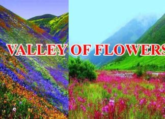 Valley Of Flowers: महकने लगी है फूलों की घाटी, 1 जून से सैलानी कर सकते हैं दीदार,कैसे जायें और कितना है प्रवेश शुल्क यहाँ देखें valley-of-flowers