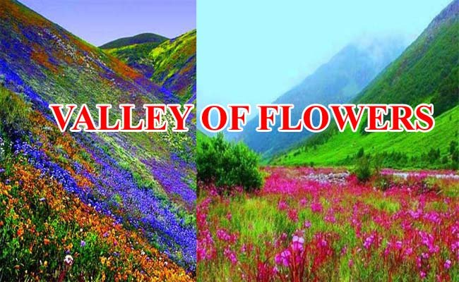Valley Of Flowers: महकने लगी है फूलों की घाटी, 1 जून से सैलानी कर सकते हैं  दीदार,कैसे जायें और कितना है प्रवेश शुल्क यहाँ देखें - Devbhoomisamvad.com