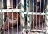 पौड़ी के पाबौ क्षेत्र में पिंजरे में कैद हुआ हमलावर गुलदार Guldar imprisoned in cage in Pauri