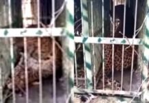 पौड़ी के पाबौ क्षेत्र में पिंजरे में कैद हुआ हमलावर गुलदार Guldar imprisoned in cage in Pauri