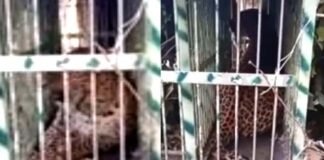 पौड़ी के पाबौ क्षेत्र में पिंजरे में कैद हुआ हमलावर गुलदार Guldar imprisoned in cage in Pauri