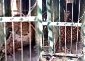 पौड़ी के पाबौ क्षेत्र में पिंजरे में कैद हुआ हमलावर गुलदार Guldar imprisoned in cage in Pauri