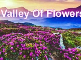 Valley Of Flowers: आज से पर्यटकों के लिए खुल जाएगी विश्व प्रसिद्ध फूलों की घाटी, 500 से ज्यादा किस्म के फूलों का कर सकते हैं दीदार, जानिए प्रवेश शुल्क Valley Of Flowers