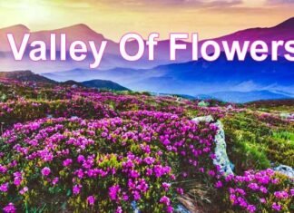 Valley Of Flowers: आज से पर्यटकों के लिए खुल जाएगी विश्व प्रसिद्ध फूलों की घाटी, 500 से ज्यादा किस्म के फूलों का कर सकते हैं दीदार, जानिए प्रवेश शुल्क Valley Of Flowers