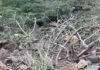 उत्तराखंड में दर्दनाक हादसा, यात्रियों से भरी बस खाई में गिरी, 25 लोगों की मौत की खबर