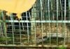 दुगड्डा ब्लॉक में महिला को निवाला बनाने वाला गुलदार पिंजरे में हुआ कैद Guldar imprisoned in cage