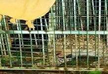 दुगड्डा ब्लॉक में महिला को निवाला बनाने वाला गुलदार पिंजरे में हुआ कैद Guldar imprisoned in cage