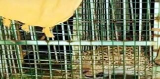दुगड्डा ब्लॉक में महिला को निवाला बनाने वाला गुलदार पिंजरे में हुआ कैद Guldar imprisoned in cage