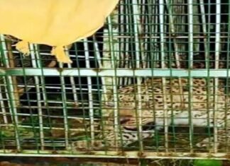 दुगड्डा ब्लॉक में महिला को निवाला बनाने वाला गुलदार पिंजरे में हुआ कैद Guldar imprisoned in cage