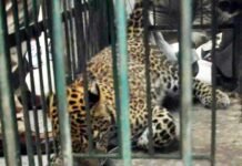 श्रीनगर गढ़वाल : आवासीय भवन में घुसा गुलदार, वन विभाग की टीम ने ट्रेंकुलाइज कर पिंजरे में किया कैद, लोगों में दहशत Guldar was tranquilised at Alaknanda Vihar in Srinagar