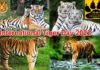 International Tiger Day 2022: जानें कब से और क्यों मनाया जाता है विश्व बाघ दिवस, यहां पढ़ें टाइगर डे से जुड़ी महत्वपूर्ण बातें International Tiger Day 2022