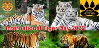 International Tiger Day 2022: जानें कब से और क्यों मनाया जाता है विश्व बाघ दिवस, यहां पढ़ें टाइगर डे से जुड़ी महत्वपूर्ण बातें International Tiger Day 2022