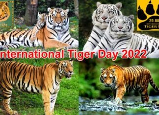 International Tiger Day 2022: जानें कब से और क्यों मनाया जाता है विश्व बाघ दिवस, यहां पढ़ें टाइगर डे से जुड़ी महत्वपूर्ण बातें International Tiger Day 2022