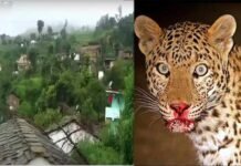 दुखद : पांच साल के मासूम को घर के आंगन से उठा ले गया गुलदार, ग्रामीणों में दहशत Leopard-killed 5 year old boy in pauri garhwal