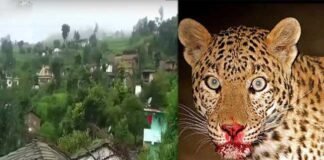 दुखद : पांच साल के मासूम को घर के आंगन से उठा ले गया गुलदार, ग्रामीणों में दहशत Leopard-killed 5 year old boy in pauri garhwal