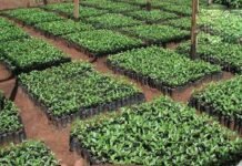 मनमाने ढंग से अन्य राज्यों से की जा रही है फलदार पौधों की आपूर्ति, कैसे बनेगा उत्तराखंड आत्मनिर्भर? fruit tree saplings