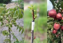 कश्मीर के मजदूरों से सेब व अखरोट के बीजू पौधों में बंधवाये जा रहें है ग्राफ्ट, कैसे बनेगा उत्तराखंड आत्मनिर्भर?