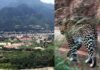 श्रीनगर गढ़वाल विश्वविद्यालय के गर्ल्स हॉस्टल में गुलदार की धमक, हॉस्टल में रहने वाली छात्राओं में हड़कंप leopard-in-girls-hostel-srinagar