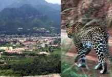 श्रीनगर गढ़वाल विश्वविद्यालय के गर्ल्स हॉस्टल में गुलदार की धमक, हॉस्टल में रहने वाली छात्राओं में हड़कंप leopard-in-girls-hostel-srinagar