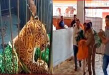 श्रीनगर गढ़वाल: कमलेश्वर मंदिर में घुसा गुलदार, वन विभाग की टीम ने ट्रेंकुलाइज कर पिंजरे में किया कैद