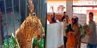 श्रीनगर गढ़वाल: कमलेश्वर मंदिर में घुसा गुलदार, वन विभाग की टीम ने ट्रेंकुलाइज कर पिंजरे में किया कैद