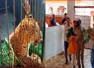 श्रीनगर गढ़वाल: कमलेश्वर मंदिर में घुसा गुलदार, वन विभाग की टीम ने ट्रेंकुलाइज कर पिंजरे में किया कैद