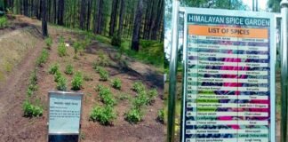 Himalayan Spice Garden: उत्तराखंड में यहाँ बना देश का पहला हिमालयन मसाला गार्डन, जिसमे उगाए जा रहे 30 प्रजातियों के मसाले himalayan-spice-garden-ranikhet