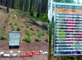 Himalayan Spice Garden: उत्तराखंड में यहाँ बना देश का पहला हिमालयन मसाला गार्डन, जिसमे उगाए जा रहे 30 प्रजातियों के मसाले himalayan-spice-garden-ranikhet