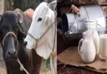 गाय व भैंस का दूध एक साथ मिलाकर बेचना दूध विक्रेता को पड़ा भारी, लगा 50 हजार रूपये का जुर्माना mixing cow and buffalo milk