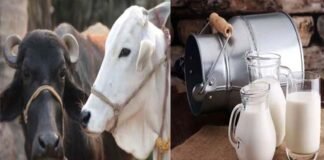 गाय व भैंस का दूध एक साथ मिलाकर बेचना दूध विक्रेता को पड़ा भारी, लगा 50 हजार रूपये का जुर्माना mixing cow and buffalo milk