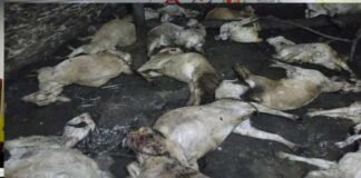 पौड़ी गढ़वाल : गुलदार ने बाड़े में बंधी 21 बकरियों और 5 मुर्गों को मार डाला, गरीब पशुपालक के सामने रोजी-रोटी का संकट Guldar killed 21 goats in Pauri Garhwal