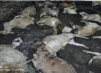पौड़ी गढ़वाल : गुलदार ने बाड़े में बंधी 21 बकरियों और 5 मुर्गों को मार डाला, गरीब पशुपालक के सामने रोजी-रोटी का संकट Guldar killed 21 goats in Pauri Garhwal