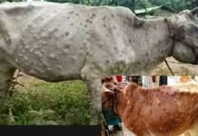 पहाड़ों में भी पहुंचा लंपी का संक्रमण, पौड़ी जिले में हजारों पशु लम्पी वायरस की चपेट में, जानिए क्या है यह बीमारी lumpy virus infected animal