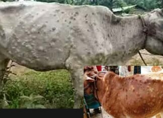 पहाड़ों में भी पहुंचा लंपी का संक्रमण, पौड़ी जिले में हजारों पशु लम्पी वायरस की चपेट में, जानिए क्या है यह बीमारी lumpy virus infected animal