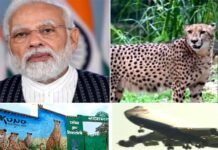 पीएम मोदी आज अपने जन्मदिन पर दिखाएंगे ‘चीतों’ की झलक, 74 साल बाद भारत की जमीं पर फिर दौड़ेंगे चीते