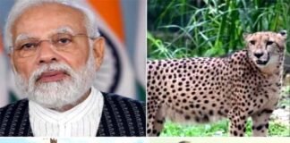 पीएम मोदी आज अपने जन्मदिन पर दिखाएंगे ‘चीतों’ की झलक, 74 साल बाद भारत की जमीं पर फिर दौड़ेंगे चीते