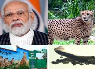पीएम मोदी आज अपने जन्मदिन पर दिखाएंगे ‘चीतों’ की झलक, 74 साल बाद भारत की जमीं पर फिर दौड़ेंगे चीते