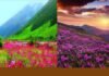 उत्तराखंड: अगले तीन दिन सैलानियों के लिए बंद रहेगी चमोली स्थित फूलों की घाटी, भारी बारिश को देखते हुए लिया निर्णय Valley of Flowers will remain closed for 3 days for tourists after heavy rain
