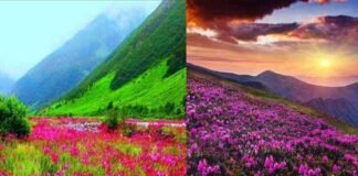 उत्तराखंड: अगले तीन दिन सैलानियों के लिए बंद रहेगी चमोली स्थित फूलों की घाटी, भारी बारिश को देखते हुए लिया निर्णय Valley of Flowers will remain closed for 3 days for tourists after heavy rain