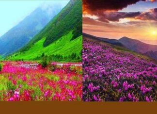 उत्तराखंड: अगले तीन दिन सैलानियों के लिए बंद रहेगी चमोली स्थित फूलों की घाटी, भारी बारिश को देखते हुए लिया निर्णय Valley of Flowers will remain closed for 3 days for tourists after heavy rain