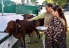 मुख्यमंत्री पुष्कर सिंह धामी ने गोवर्धन पर्व पर गायों की पूजा कर की प्रदेशवासियों की सुख-समृद्धि एवं खुशहाली की कामना