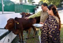 मुख्यमंत्री पुष्कर सिंह धामी ने गोवर्धन पर्व पर गायों की पूजा कर की प्रदेशवासियों की सुख-समृद्धि एवं खुशहाली की कामना