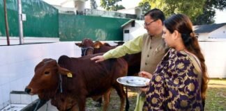 मुख्यमंत्री पुष्कर सिंह धामी ने गोवर्धन पर्व पर गायों की पूजा कर की प्रदेशवासियों की सुख-समृद्धि एवं खुशहाली की कामना