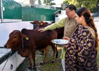 मुख्यमंत्री पुष्कर सिंह धामी ने गोवर्धन पर्व पर गायों की पूजा कर की प्रदेशवासियों की सुख-समृद्धि एवं खुशहाली की कामना