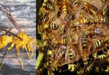 उत्तराखंड : आंगन में खेल रहे दो सगे भाइयों पर ततैया के झुंड ने किया हमला, एक की मौत A swarm of wasps attacked